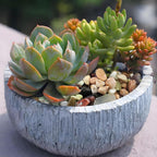 FANTIAN 5lbs Small Succulent Rocks, 3/8 Inch Colorful Pebbles - Image 5