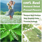 84 Pcs Dried Leaves Pressed Flowers - Image 2