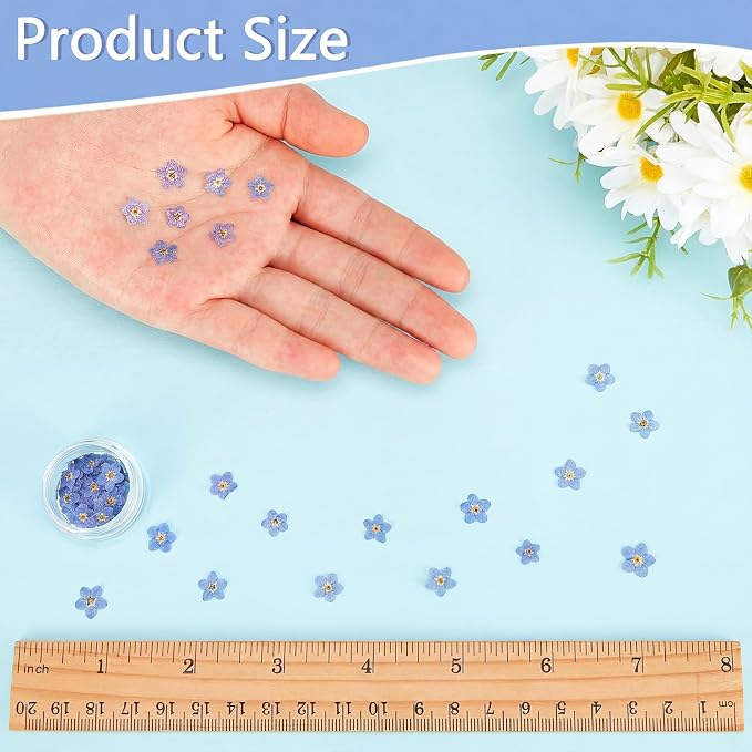 Nuanchu Natural Forget-me-not Dried Flowers Don't Forget Me Dried Real Pressed - Image 2