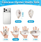 30Pcs 3-4 Inch Concave Oyster Shells - Image 5