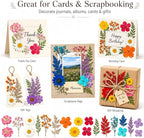 155 pcs Dried Flowers for Resin, Natural Flowers and Leaves Kit - Image 7