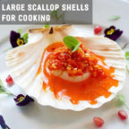 QEQEKAKA 6PCS Scallop Shells 4‘’-4.5" Natural Sea Shells White Hawaiian Scallop - Image 5