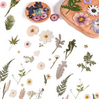 80PCS Natural Color Pressed Dried Flowers, Real Pressed Flowers, - Image 4