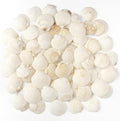Jangostor 48 PCS Scallop Shells Natural Seashell, 1.5" to 2" White Scallop by Jangostor
