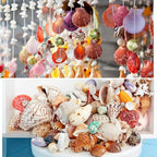 Jangostor Sea Shells Mixed Ocean Seashells, 1.2"-3.5" Various Sizes Beach - Image 5