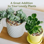 Pulovin 10 lbs Pebbles for Indoor Plants, Succulent Rocks, 3/8" Polished - Image 4