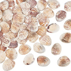PH PandaHall 40~50pcs Tiny Scallop Sea Shells 24~29mm Ocean Beach Clam Craft by PHPandaHall