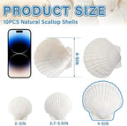 QEQEKAKA 10PCS Large Scallop Shells - Image 3