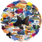 50 Pcs Clear PET Fish Aesthetic Stickers - Image 8