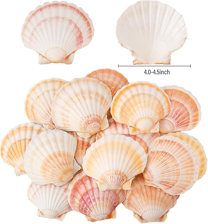 6PCS Scallop Shells 4‘’-4.5" Natural Sea Shells Yellow & Pink Hawaiian Scallop - Image 2