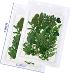 42 PCS Real Dried Pressed Leaf Flowers Plant Herbarium - Image 6