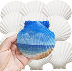 JOTNGDJBN 10PCS Large Natural Scallop Shells, 4-5 Inch White Sea Shells by JOTNGDJBN