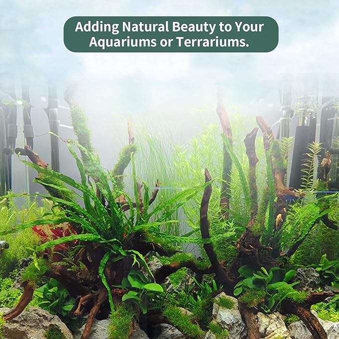 Hamiledyi 5 Pcs Driftwood Branches Aquarium Wood Decoration Natural Fish Tank - Image 6
