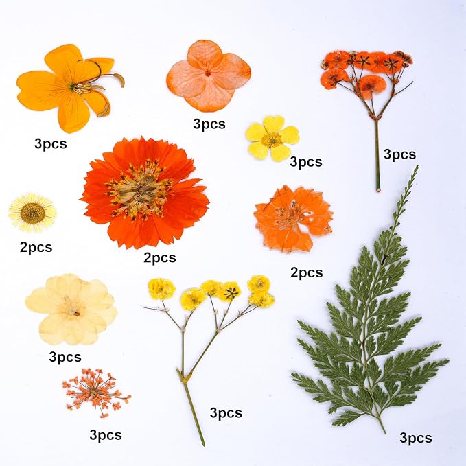 30Pcs Dried Pressed Flowers for Resin DIY Art Crafts Natural Dry Leaves Daisy - Image 5