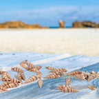 400 PCS Mini Sea Shells Natural Small Seashells, 0.6"-1.4" Tiny Sea Shells - Image 6
