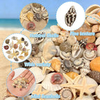 25 Types Small Sea Shells for Crafts - Image 3