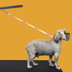 Country Brook Petz - Image 2