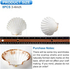 QEQEKAKA 8PCS Sea Shells for Craft 3‘’-4'’ Natural White Hawaiian Scallop - Image 4