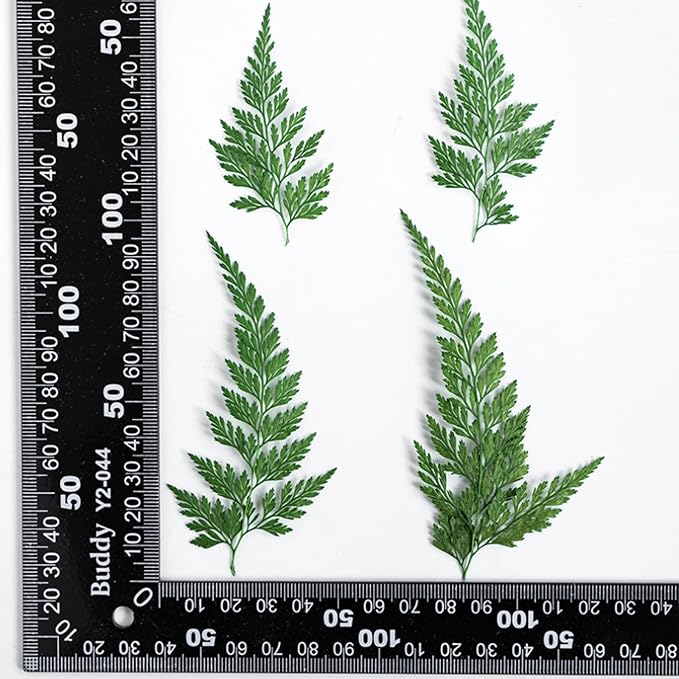 48 Pcs Dried Pressed Flowers Leaves Ferns - Image 7