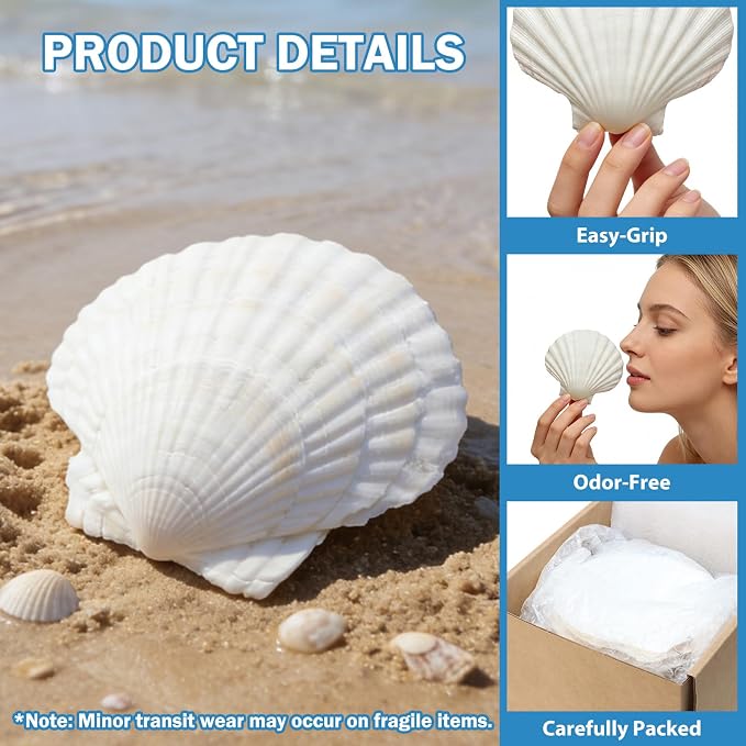 50 PCS 4-5 Inch Large Scallop Shells - Image 6