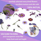 Purple Dried Pressed Flowers Real Natural Petals Bulk - Image 4