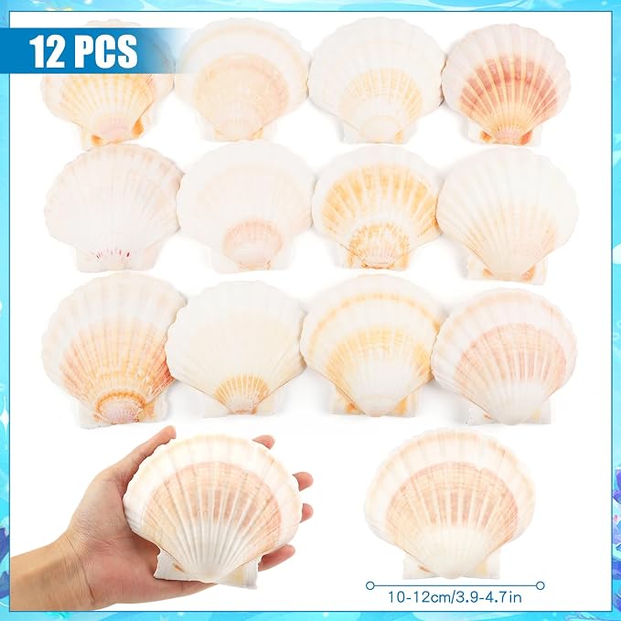 12 PCS Scallop Shells Natural Seashell, Fish Tank and Vase Filler - Image 2