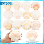 12 PCS Scallop Shells Natural Seashell, Fish Tank and Vase Filler - Image 2