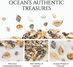 MAQIHAN Tiny Seashells for Crafts - Image 5