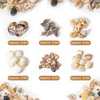 1200 PCS Natural Seashells, Joyfulmap Tiny sea Shells & Small Starfish - Image 5