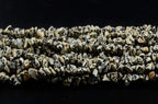 Natural Chip Stone Beads Dalmation Spot 5-8mm About 400 pieces Irregular - Image 4
