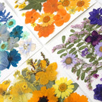 180Pcs Dried Pressed Flowers, Natural Dried Flowers Bulk - Image 5