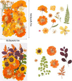 100 Pcs Fall Dried Pressed Flowers - Image 2