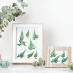200 Pcs Dried Pressed Green Leaves Flowers Small Dry Preserved Natural Ferns - Image 7