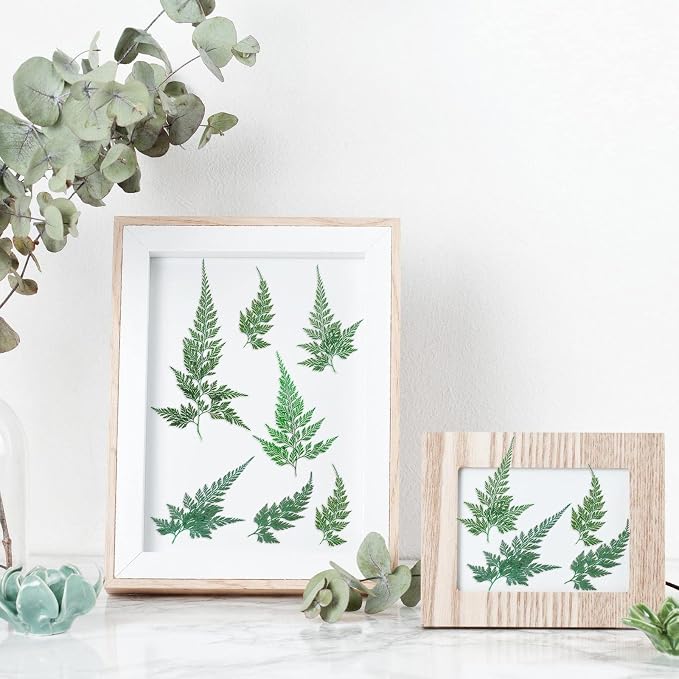 200 Pcs Dried Pressed Green Leaves Flowers Small Dry Preserved Natural Ferns - Image 7