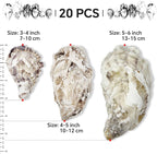 20PCS 3"-4" Medium Oyster Shells - Image 2