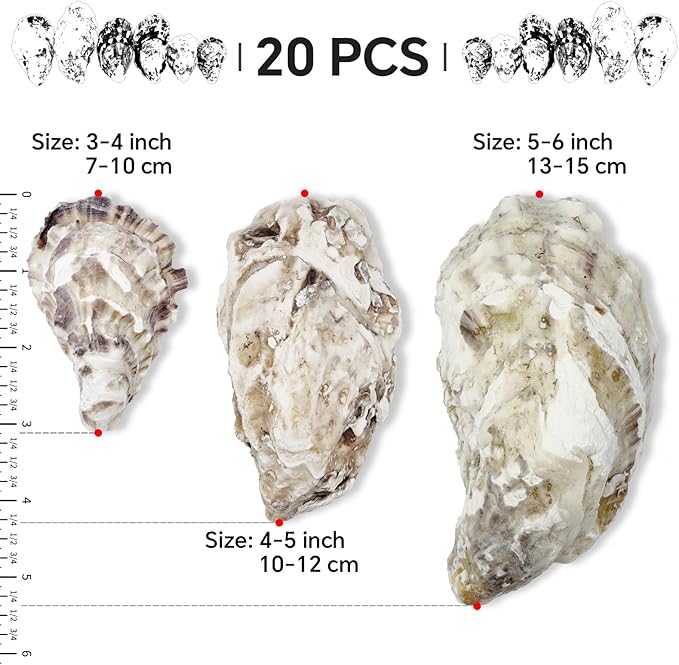 20PCS 4"-5" Large Oyster Shells - Image 2