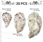 20PCS 4"-5" Large Oyster Shells - Image 2