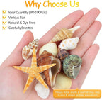 80+ Pcs Natural Seashells, Mixed Starfish Sea Shells - Image 2