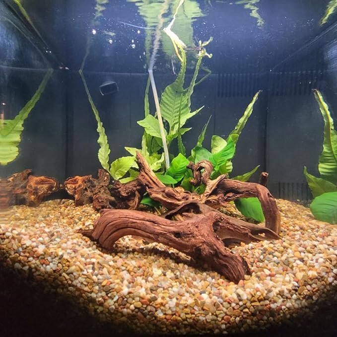 10 Pcs Natural Small Driftwood for Aquarium, Aquarium Driftwood Freshwater 2-4 - Image 3
