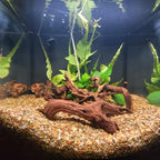 2 Pcs Natural Large Driftwood for Aquarium, Aquarium Driftwood Freshwater 12-16 - Image 5