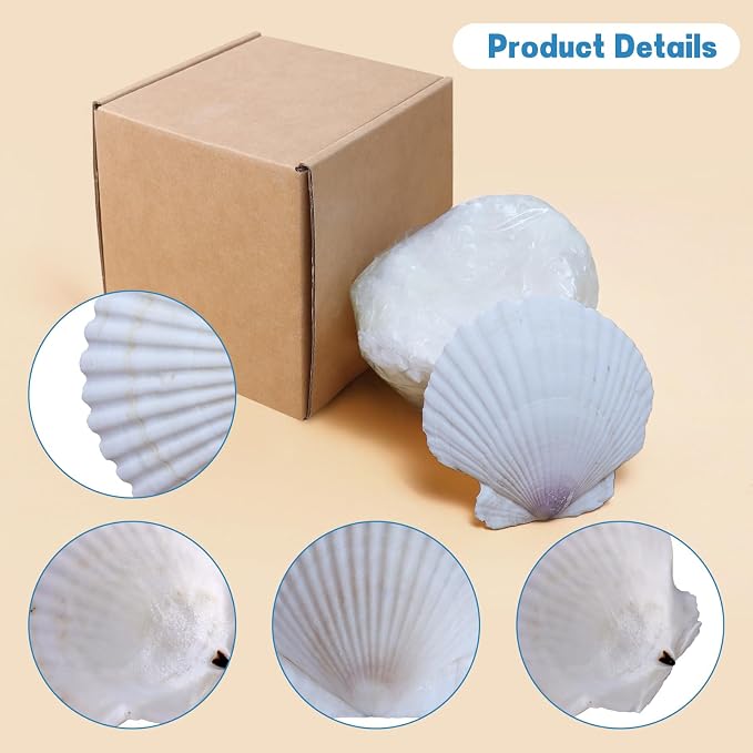 20PCS Extral Large Scallop Shells 5-6 Inch White - Image 8