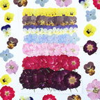 49 Pcs Dried Pressed Flowers for Crafts Art Resin DIY Natural Dry Pansy Rose - Image 2