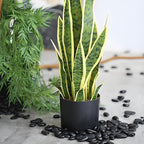 FANTIAN 5 lbs Pebbles for Indoor Plants. 3/8 inch Small Black Stones, - Image 8