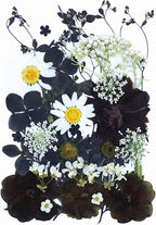 30Pcs Dried Pressed Flowers for Resin DIY Art Crafts Natural Dry Floral Daisy by TopFunny