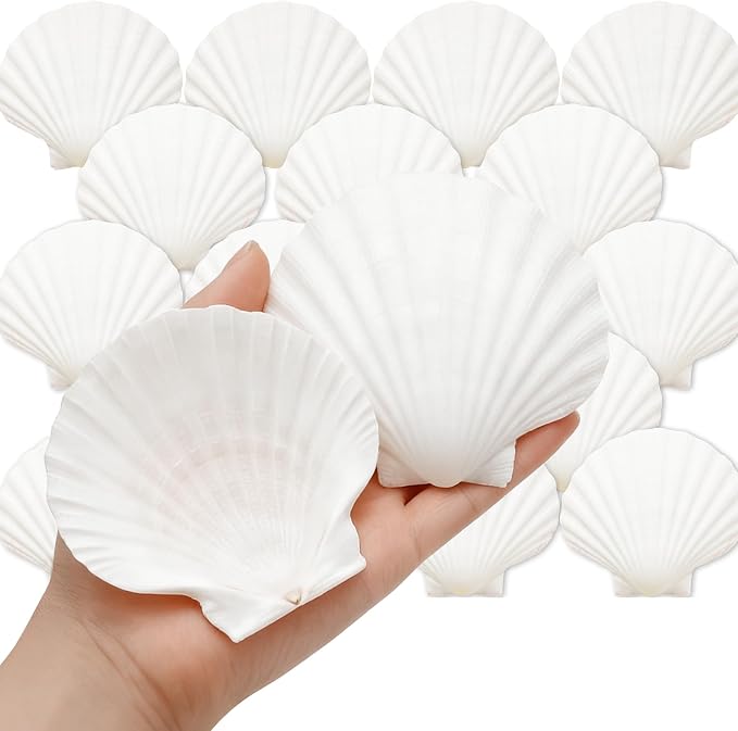 denking 30 PCS Large Scallop Shells 3.5-4 inch Natural White Seashells by Unknown