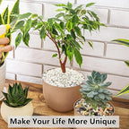 YISZM 2LB Succulent and Cactus Black Pebbles, 3/8 Inch Natural Decorative - Image 7