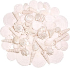 Silver White Sea Shell Mixed Ocean Shells Set, 1.2"-2.6" Various Sizes Natural by WeDoSoy