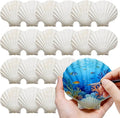 50 PCS 4-5 Inch Large Scallop Shells by DOODLEBEAN