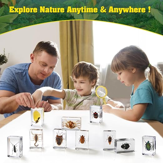 15 Insect specimens, Real Specimens of Various Butterflies and Beetles Made of - Image 6