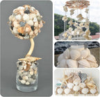 QEQEKAKA 30PCS Sea Shells for Crafts1.5''-2'' White Small Seashells Clam - Image 6